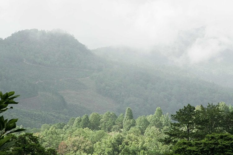 Sierra De Las Minas - Guatemala