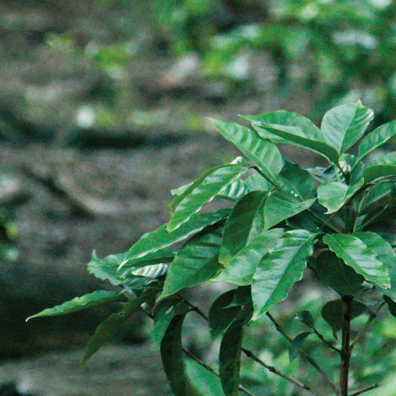 Trucs et astuces : La torréfaction